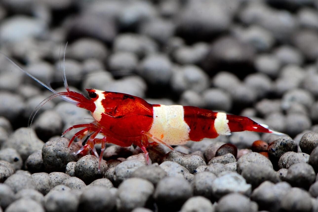Red King Kong Shrimp (Caridina)