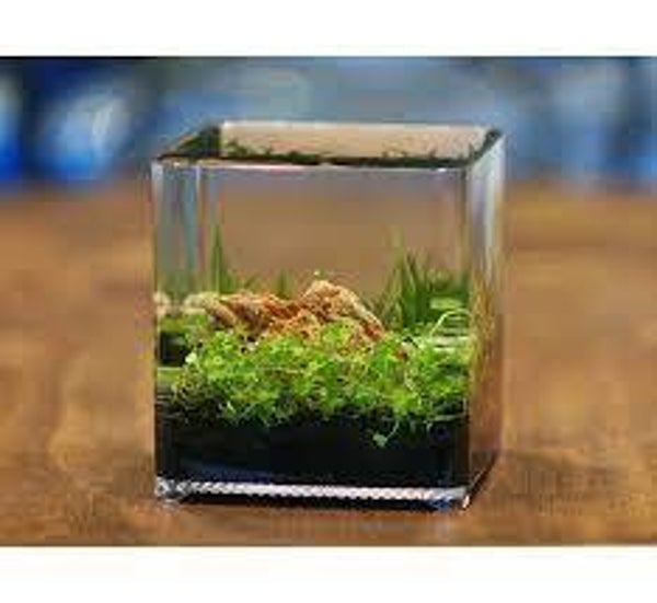 Aquarium Ziss Betta box nano 2,4 liter met deksel