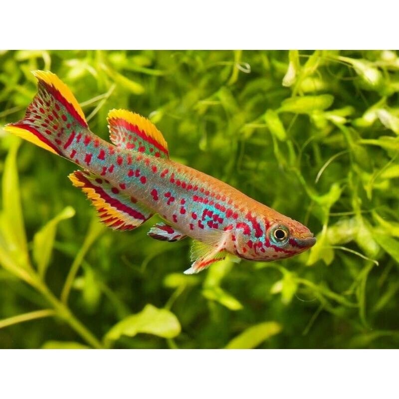 Nothobranchius guentheri  Guenther's Red Tail Killifish (Male)