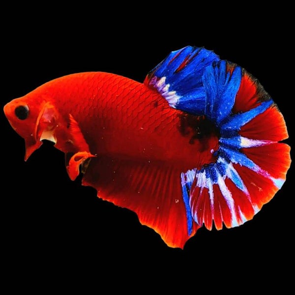 Betta Hellboy Male of Female
