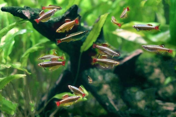 Tanichthys albonubes - Chinese danio -Witte wolkenweg