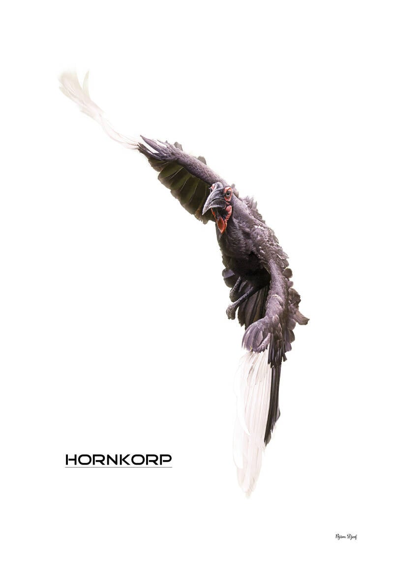 f-gel3-hornkorp-standard.jpg