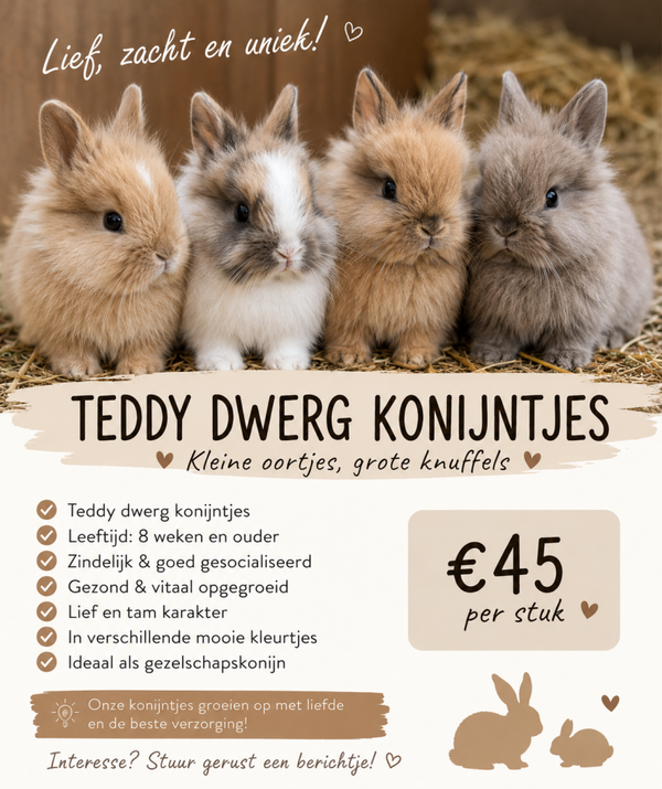 Teddy dwerg konijntjes te koop