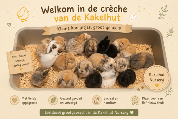 🐰 Belangrijk om te weten