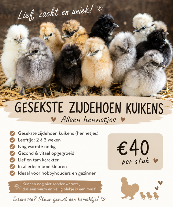 Raszuivere Zijdehoen gesekste kuikens te koop