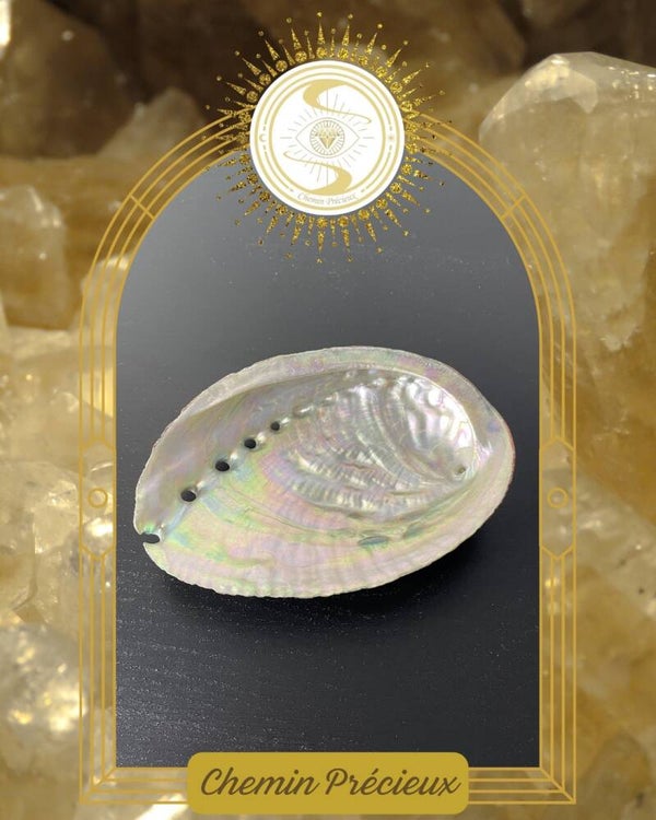 Coquille d'ormeau