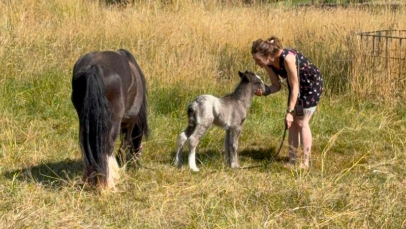 Die rothaarige junge Frau hockt sich liebevoll auf der Weide zu dem kleinen Pony-Fohlen Spirit hinunter, das neugierig die Welt erkundet.