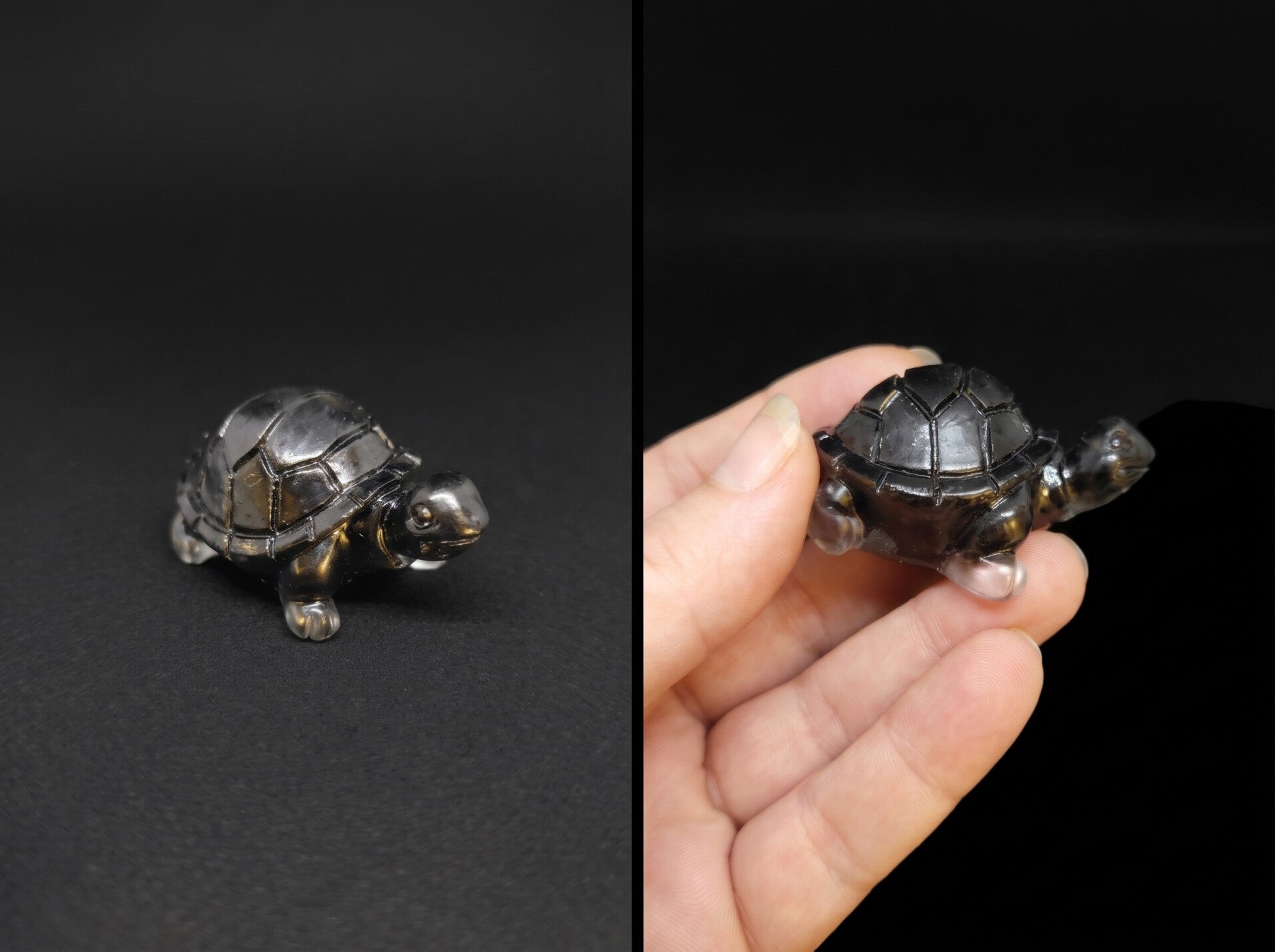 Tortue - TOR2