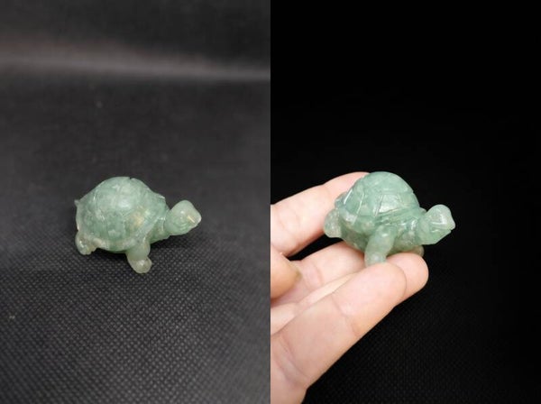 Tortue - TOR4