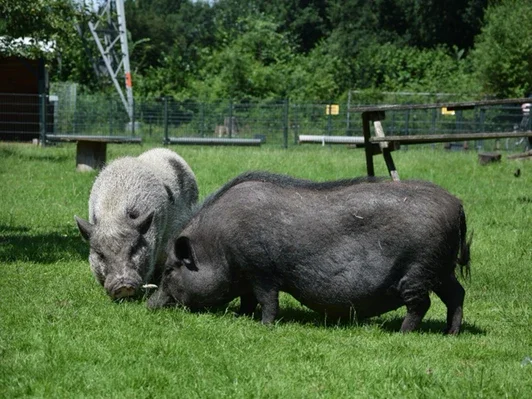 Adopteer een mini-varken