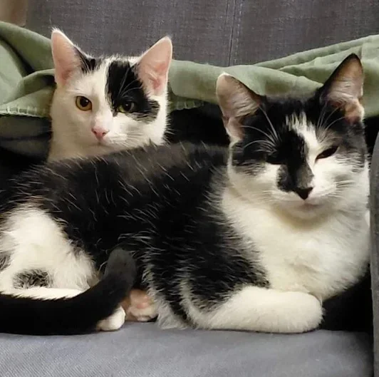 Adopteer een Kat
