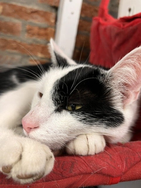 Adopteer een Kat