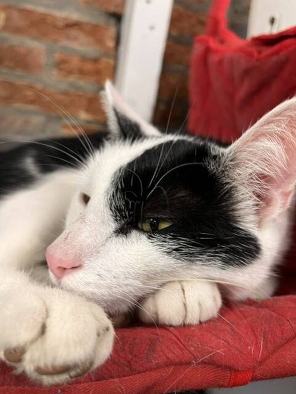 Adopteer een Kat