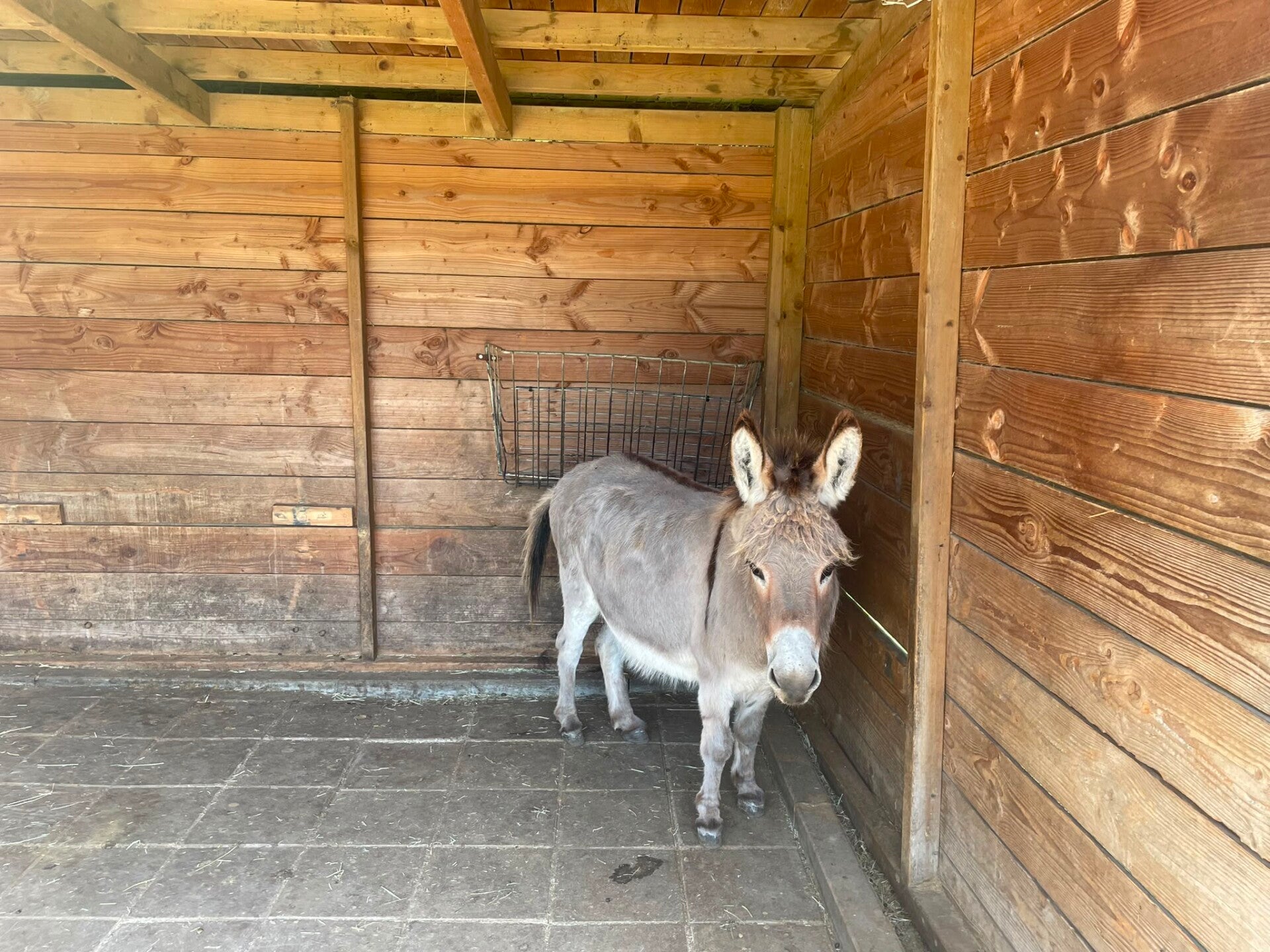 Adopteer een ezel