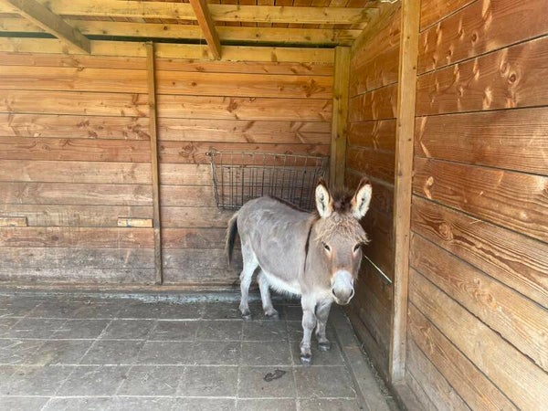 Adopteer een ezel