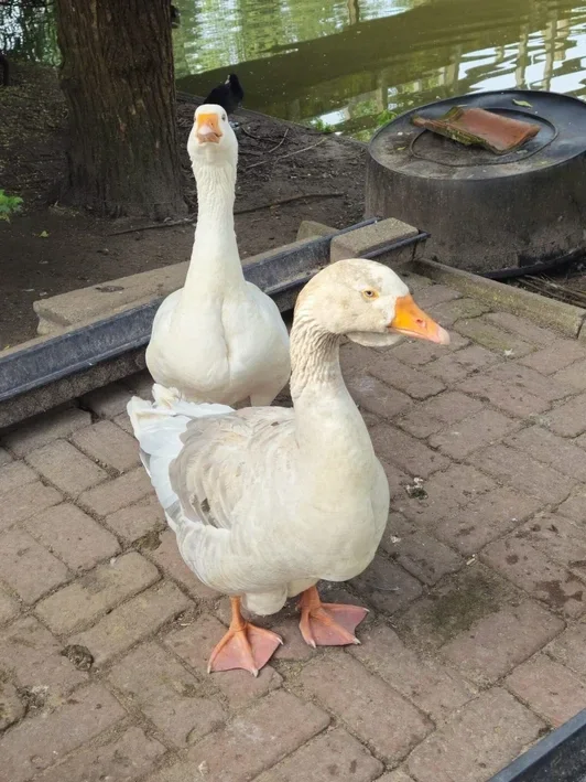 Adopeer een eend - gans- kip