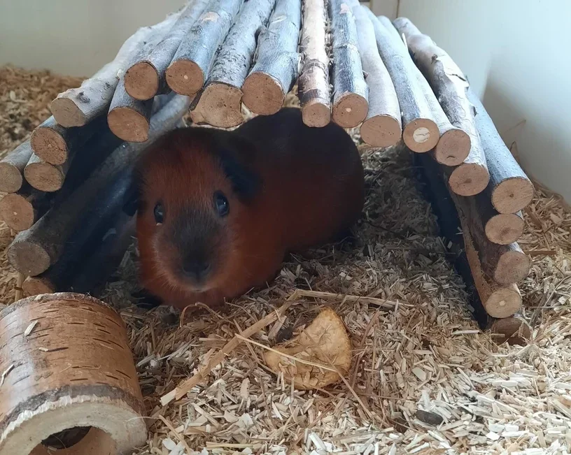 Adopteer een Cavia
