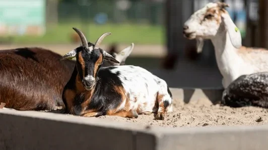Adopteer een geit