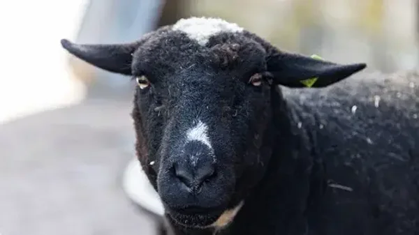 Adopteer een schaap