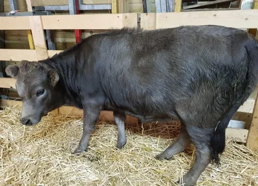 Adopteer een koe