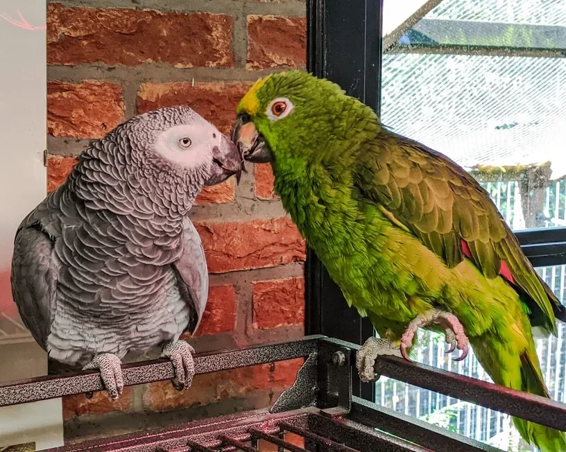 Adopteer een Papegaai