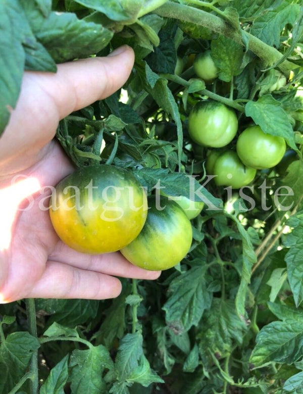 Tomate Keiner Stiehlt Sie