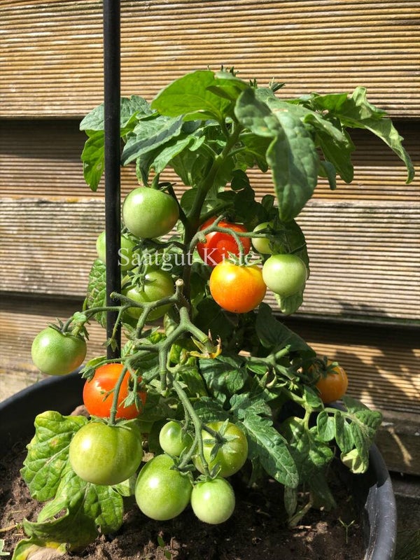 Tomate Balconi Red Micro Dwarf (Zwergtomate)