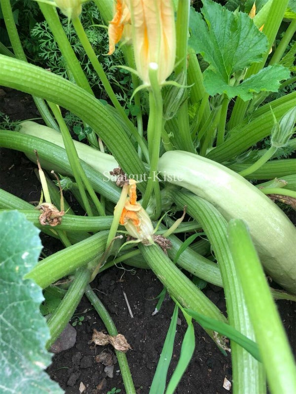 Zucchini Lungo Bianco