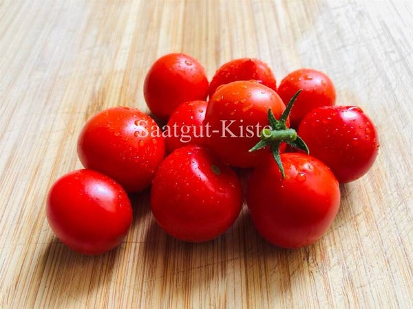 Tomate Zwergenwunder Micro Dwarf (Zwergtomate)