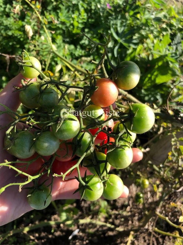 Tomate Lea von Annemarie(Massenträger)