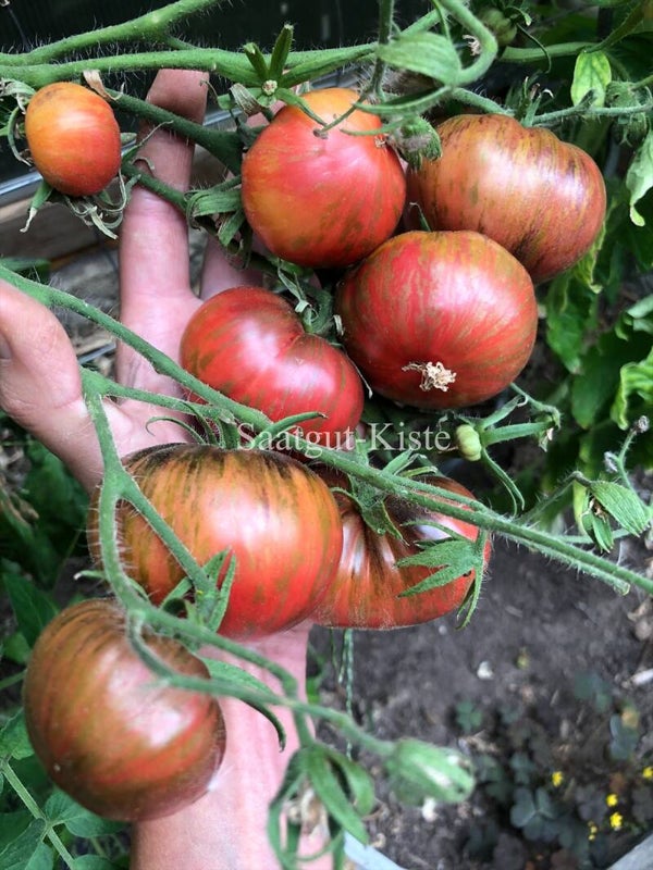Tomate Gunmetal Gray