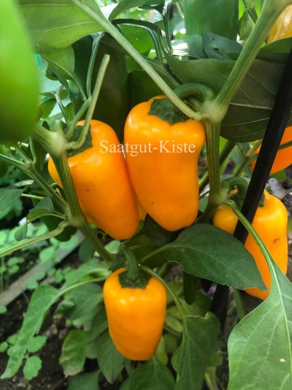 Paprika Lunchbox Orange