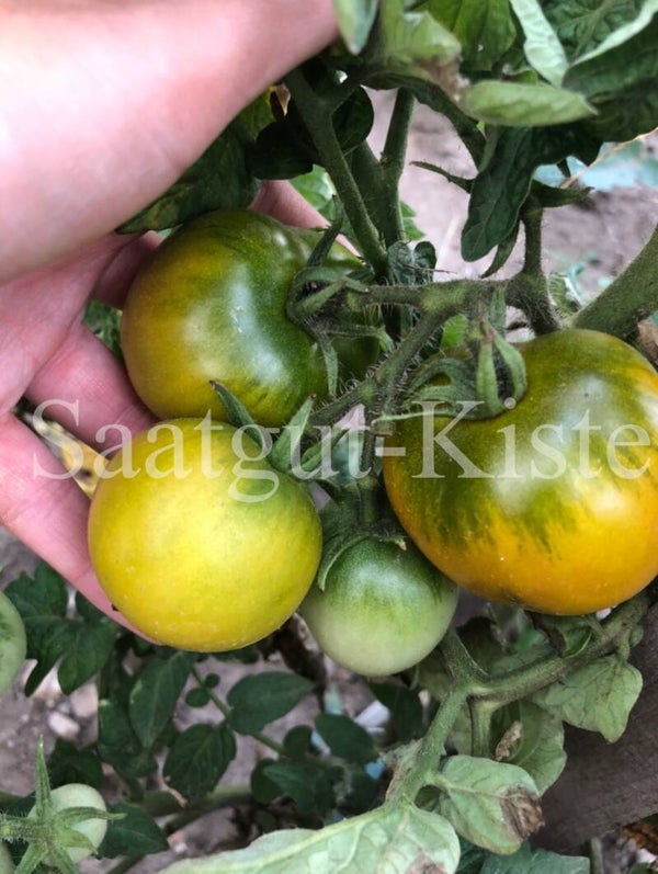 Tomate Dwarf Green Martian