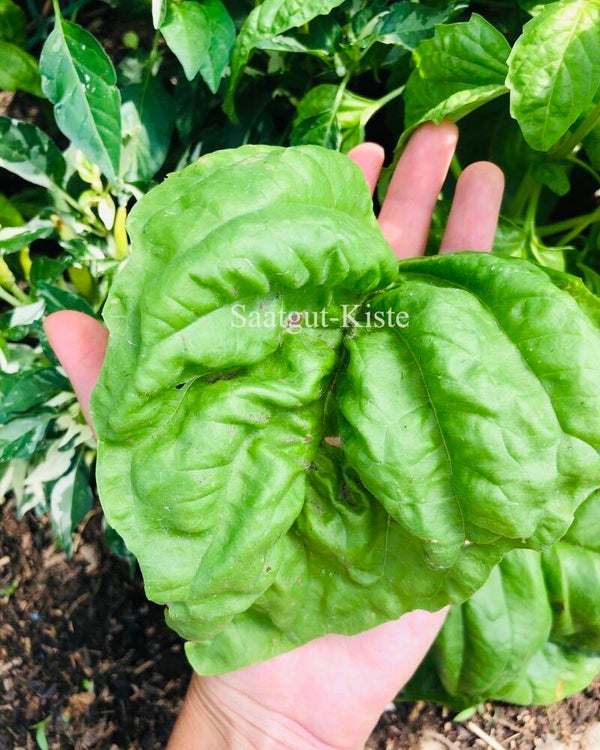 Basilikum A Foglia Di Lattuga