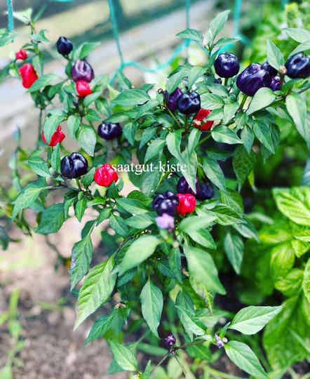 Chili Purple Pumpkin (Schärfe 5)