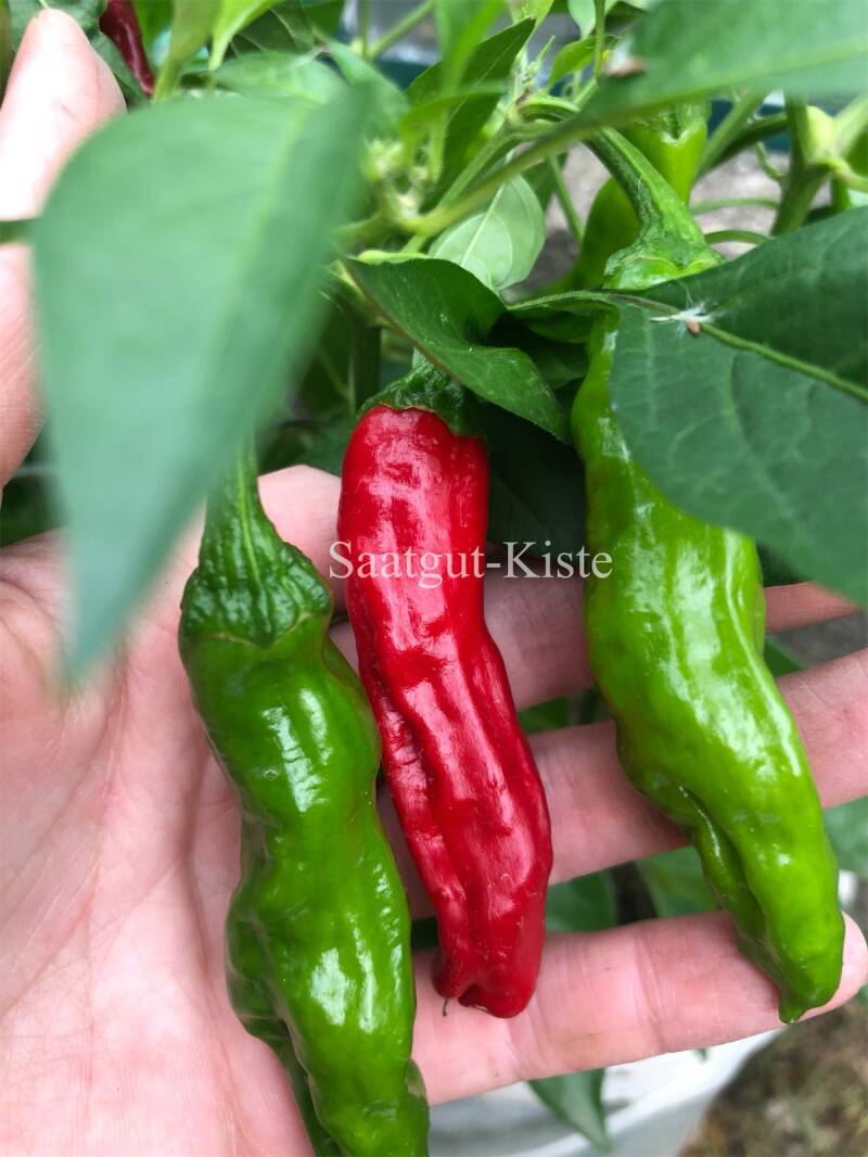 Gemüsepaprika Shishito(Schärfe 3) | Saatgut-Kiste Gemüsepaprika Shishito(Schärfe 3) | Saatgut-Kiste