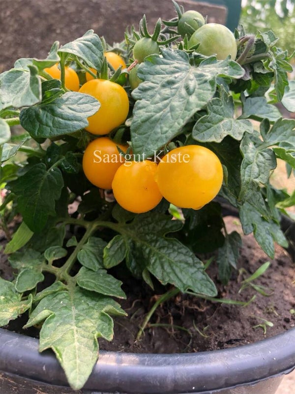 Tomate Balconi Yellow Micro Dwarf (Zwergtomate)
