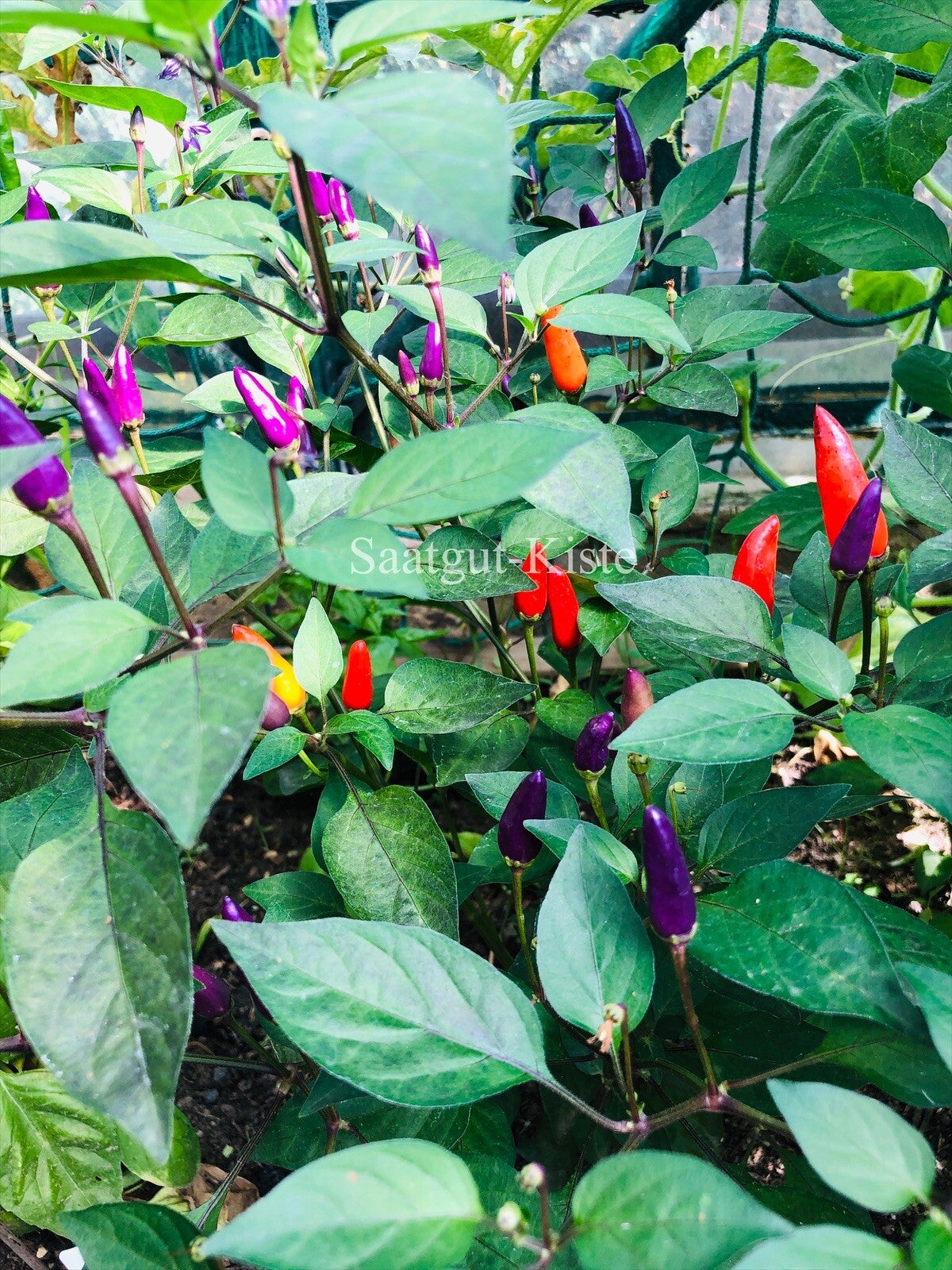 Chili Blue Christmas(Schärfe 5)