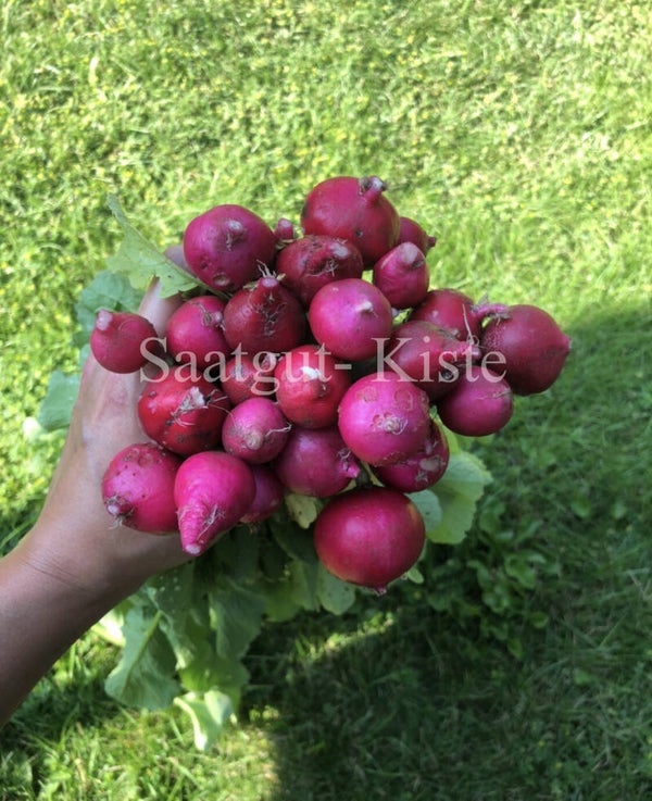 Radieschen Dattero Rosso