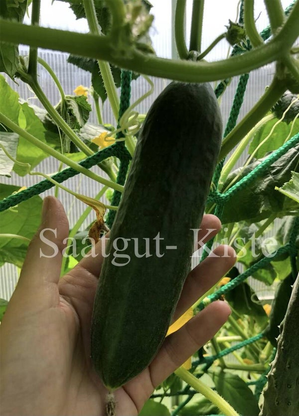 Gurke Piccolo di Parigi