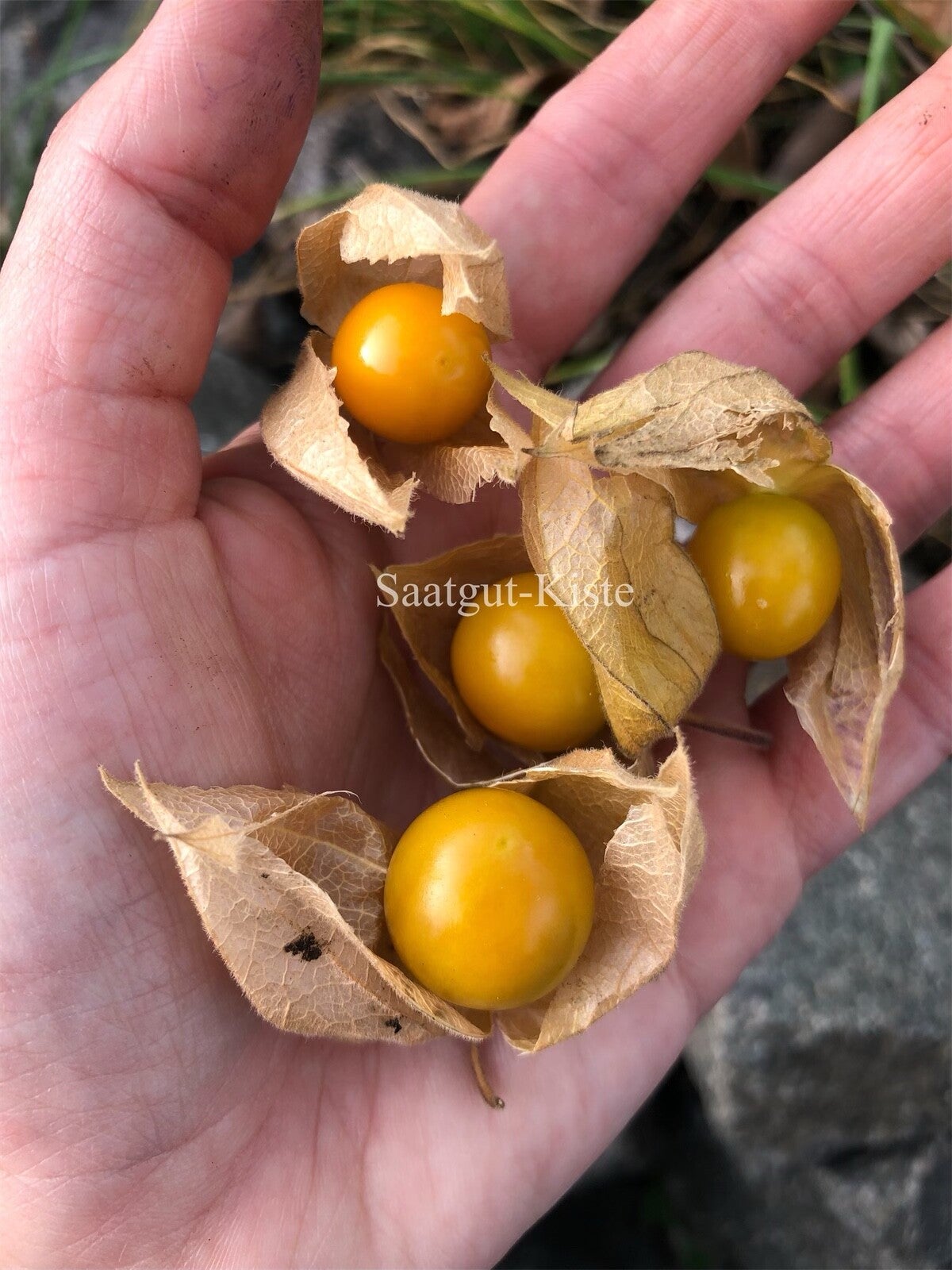 Erdbeerphysalis