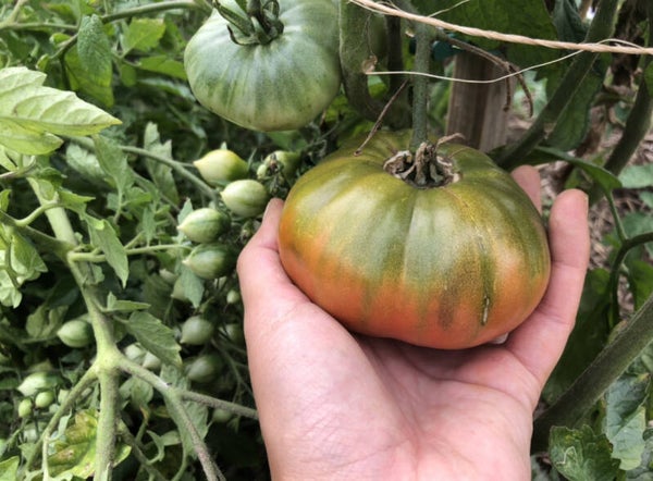 Tomate Captain Lucky