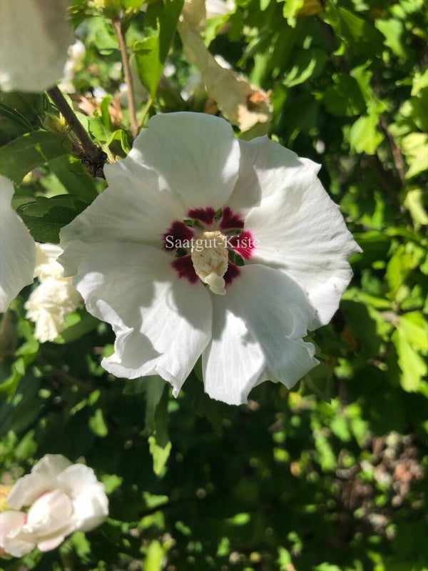 Hibiskus Weiß