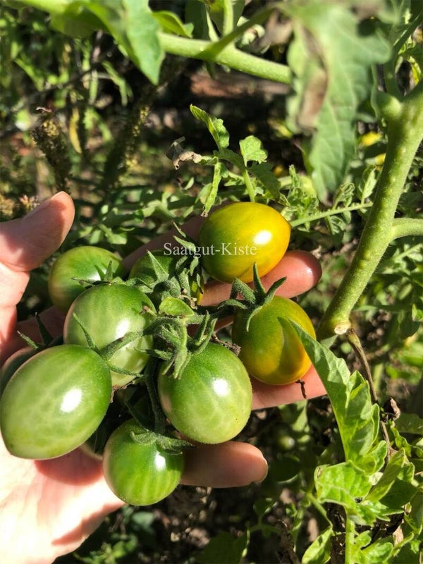 Tomate Sister Keyes (Massenträger)