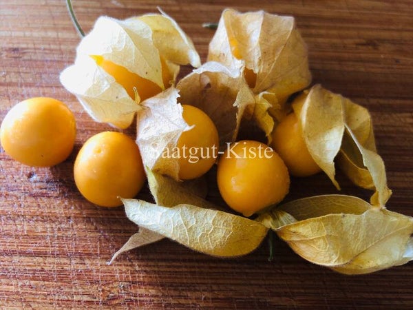 Physalis Aguaymanto