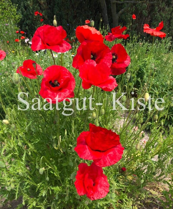 Klatschmohn