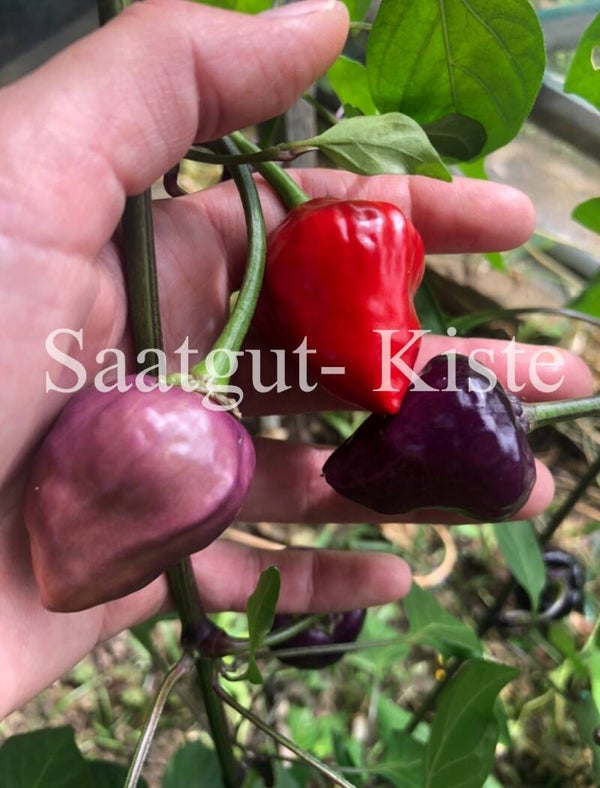 Purple Ufo (Schärfe 5)