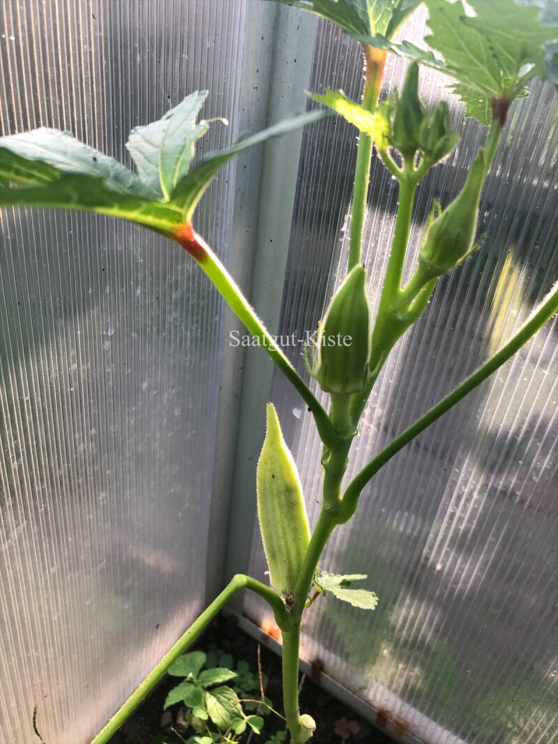 Okra Eagle Pass | Saatgut-Kiste Okra Eagle Pass | Saatgut-Kiste