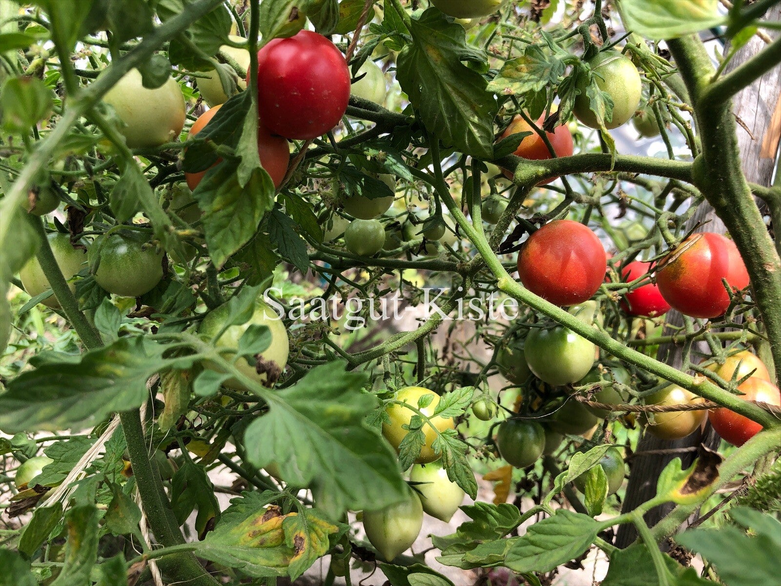Tomate Frau Ernestine (Massenträger)
