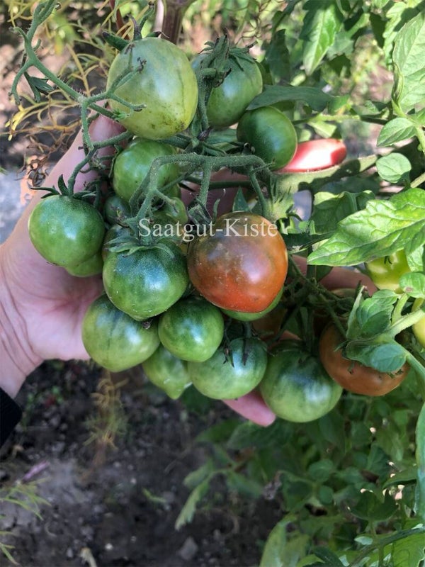 Tomate Rebel Alliance